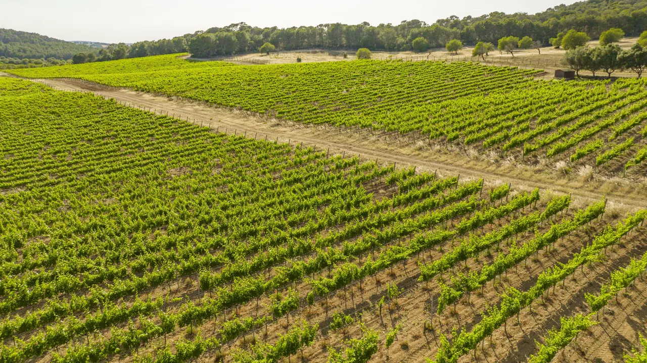 Es Fangar vineyards in summer