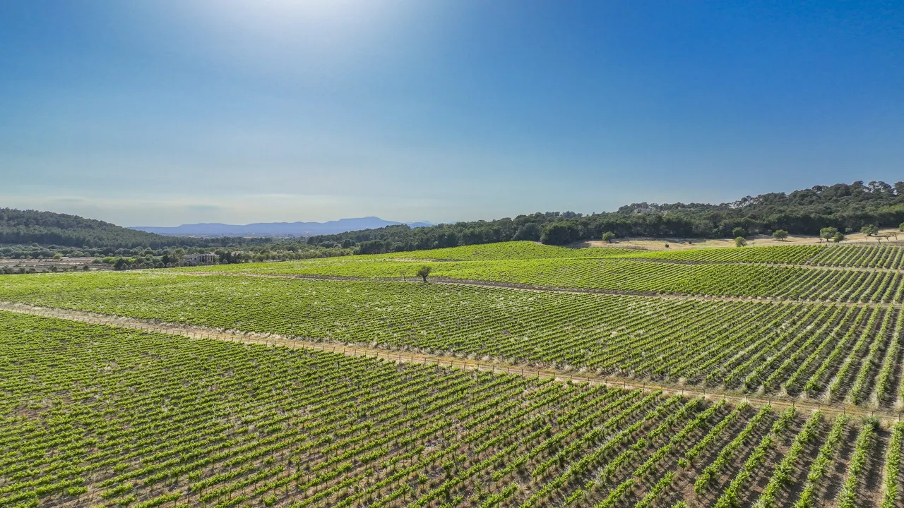 Aerial of vineyards in summer